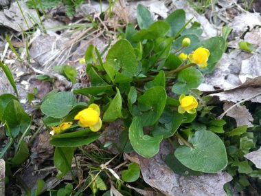 büyük yeşil sarı güzel çiçek yaprakları