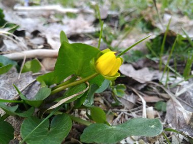 büyük yeşil sarı güzel çiçek yaprakları