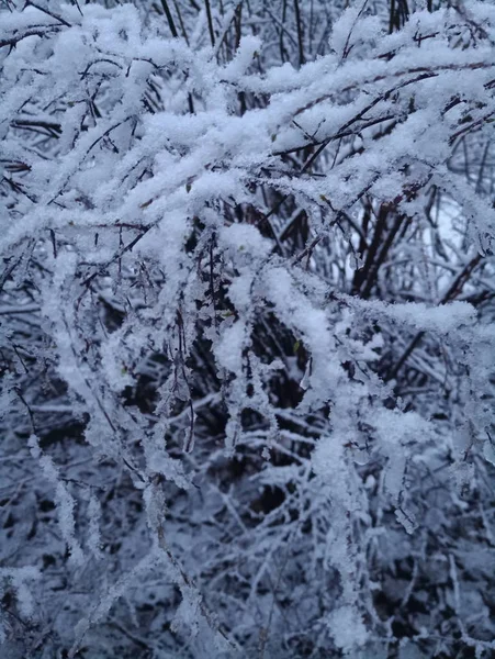 Schneebedeckte Zweige Eines Großen Strauches — Stockfoto