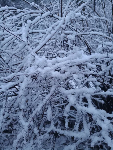 Schneebedeckte Zweige Eines Großen Strauches — Stockfoto