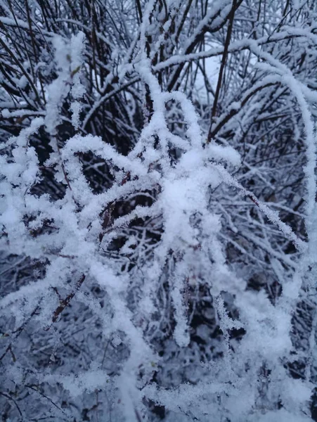Schneebedeckte Zweige Eines Großen Strauches — Stockfoto