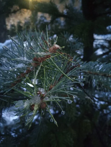 Noel Ağacı Dalı Altında Kar Çiy Damlaları — Stok fotoğraf