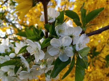 İlkbaharda elmanın beyaz çiçekleri sarı çiçekli bir çalılığın arka planında