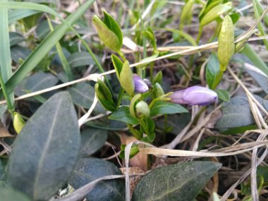 yeşillik mavi bahar çiçekleri