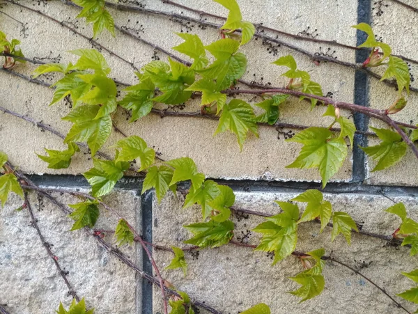 winding grapes on a stone wall in spring
