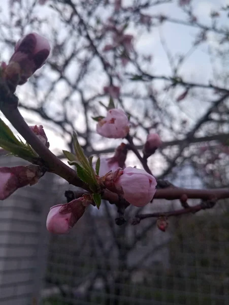 Melocotón Floreciente Primavera —  Fotos de Stock