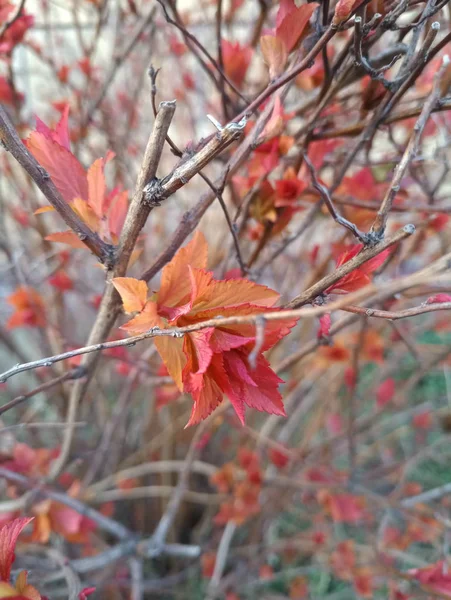 Buisson Printanier Feuillage Rouge Fleuri — Photo