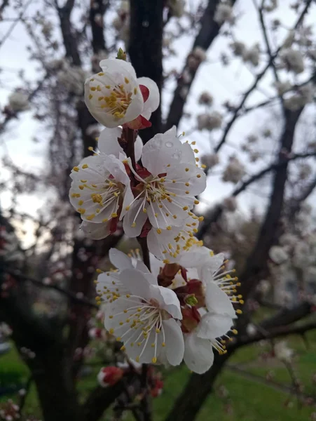 Flores Cerezo Árbol Primavera —  Fotos de Stock