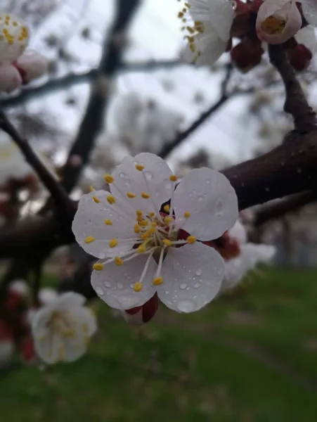 春天树上的樱桃花 — 图库照片