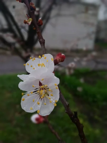 Wiśniowe Kwiaty Drzewie Wiosną — Zdjęcie stockowe