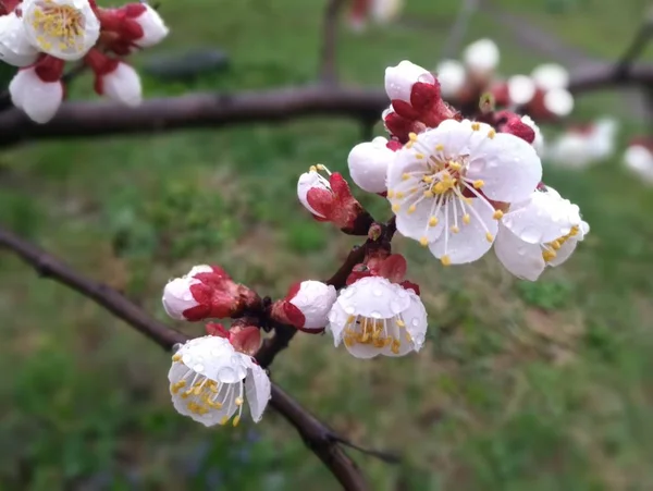 Körsbärsblommor Ett Träd Våren — Stockfoto