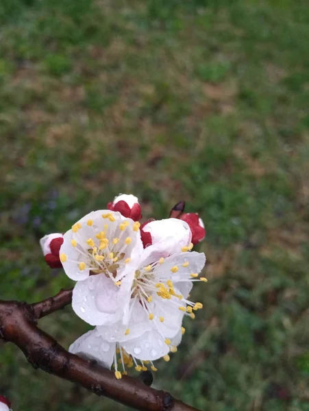 Вишневі Квіти Дереві Навесні — стокове фото