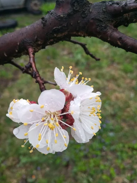 Fleurs Cerisier Sur Arbre Printemps — Photo