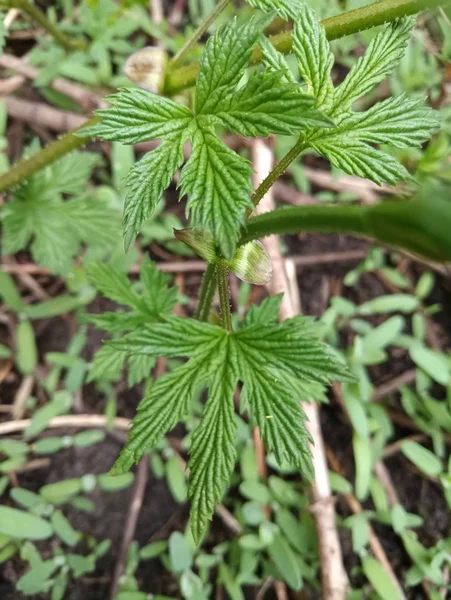 Helder Groen Blad Een Boom — Stockfoto