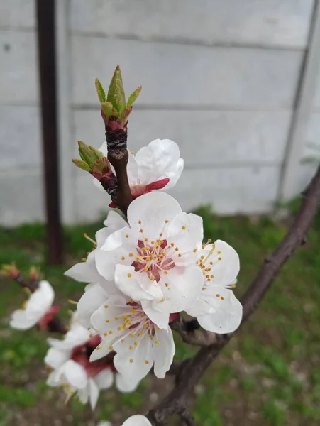 Wiśniowe Kwiaty Drzewie Wiosną — Zdjęcie stockowe