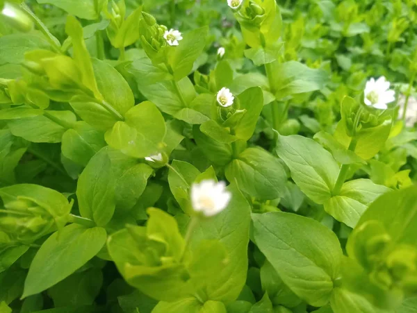 Petites Fleurs Printanières Blanches Feuillage Vert Vif — Photo