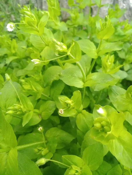 浅绿色叶中的白色小春花 — 图库照片