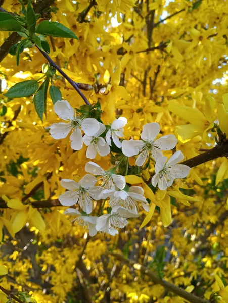 Flores Blancas Manzana Primavera Sobre Fondo Arbusto Con Flores Amarillas — Foto de Stock