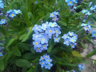 çiçek tarhında parlak mavi küçük çiçekler