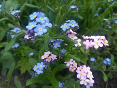 bir çiçek yatağında parlak mavi ve yumuşak mor küçük çiçekler