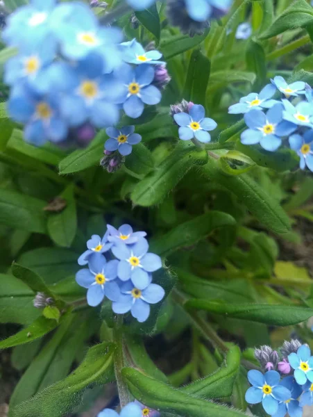 Jasně Modré Malé Květy Květinkové Posteli — Stock fotografie