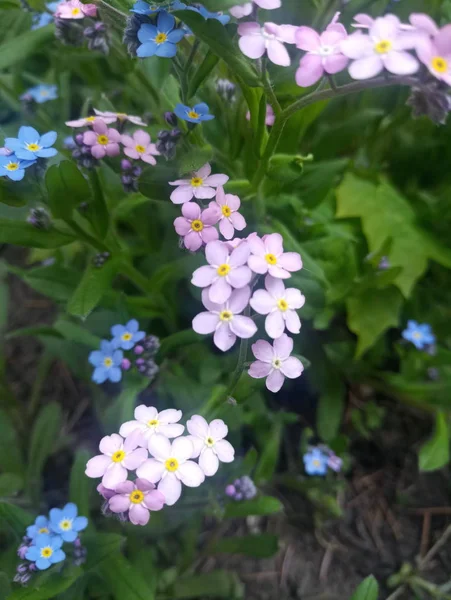 Ярко Голубые Мягкие Фиолетовые Цветы Клумбе — стоковое фото