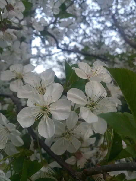 Біла Квітка Квітуча Вишня — стокове фото