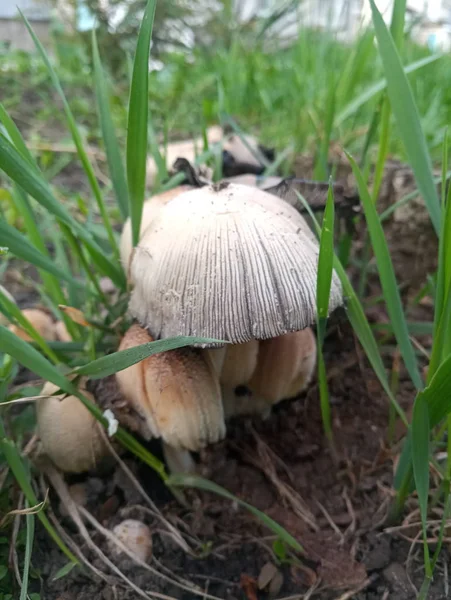 Fehér Mérgező Gombák Varangy Zsámolyok Kender Közelében — Stock Fotó