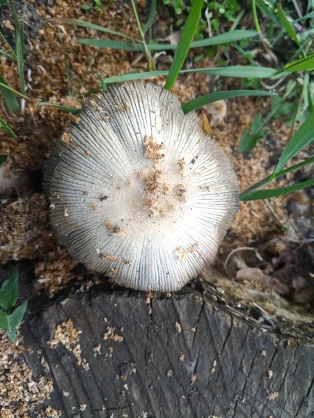 Witte Giftige Paddestoelen Paddestoelen Paddestoelen Buurt Van Hennep — Stockfoto