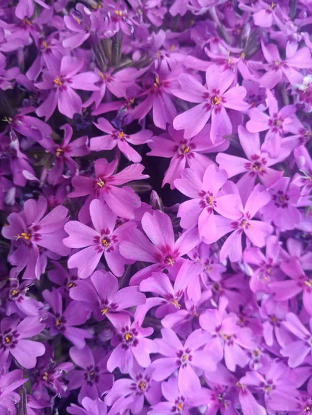 Malé Fialové Květy Buši — Stock fotografie