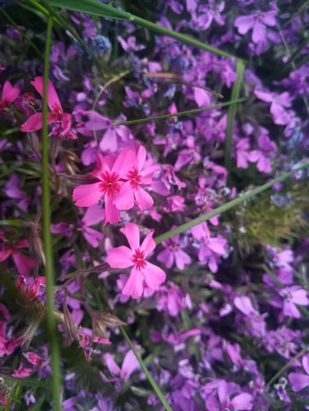 Flores Roxas Pequenas Arbusto — Fotografia de Stock