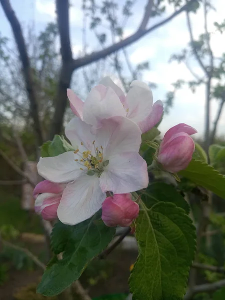 Велика Ніжна Біла Рожева Яблучна Квітка — стокове фото