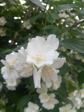 Çalıların üzerinde beyaz narin çiçekler