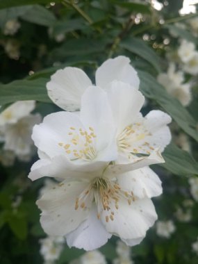 Çalıların üzerinde beyaz narin çiçekler