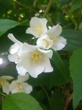 Çalıların üzerinde beyaz narin çiçekler