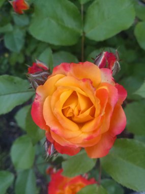 parlak sarı ve kırmızı gül