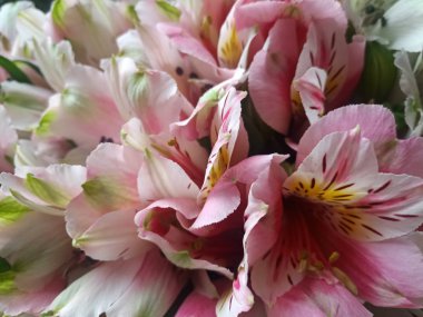 ot orkide - güzel bir çok renkli çiçek