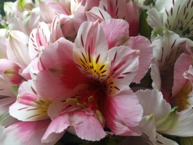 ot orkide - güzel bir çok renkli çiçek