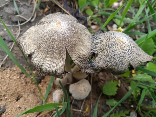 Grijze Giftige Paddenstoel Het Gras — Stockfoto