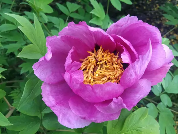 Велика Красива Фіолетова Квітка Півонії — стокове фото