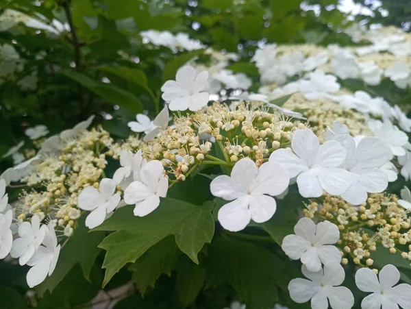 White Beautiful Flowers Green Bush — Stock Photo, Image