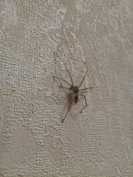 Petite Araignée Noire Sur Mur Blanc — Photo