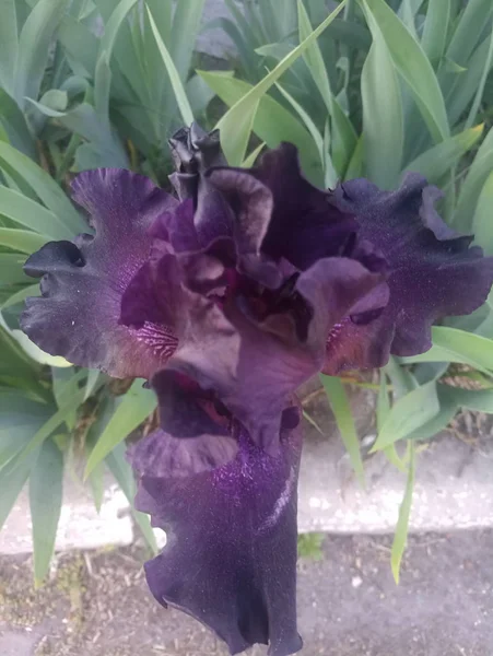Duży Kwiat Tęczówki Purpurowy — Zdjęcie stockowe