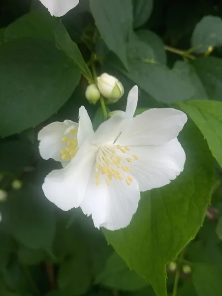 white delicate flowers on the shrub