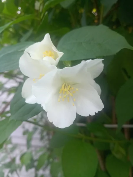 Белые Нежные Цветы Плащанице — стоковое фото