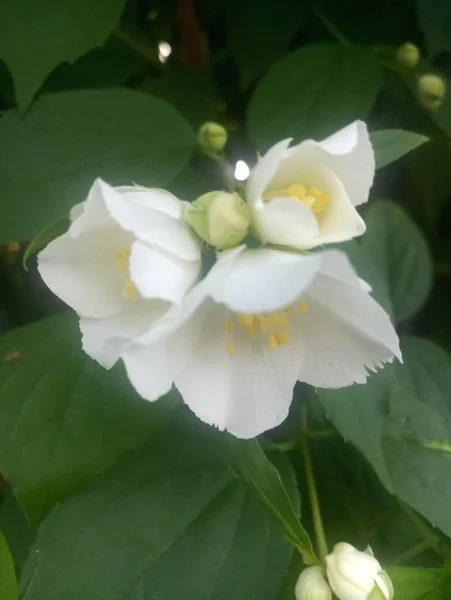 white delicate flowers on the shrub