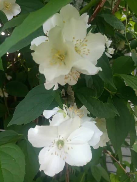 White Delicate Flowers Shrub — Stock Photo, Image