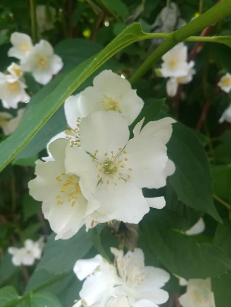 white delicate flowers on the shrub