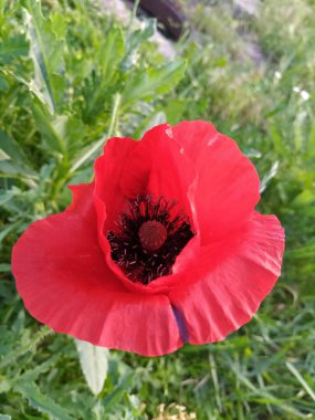 parlak sulu ve narin haşhaş çiçeği