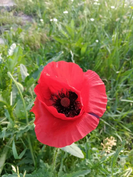 Ljust Saftigt Och Delikat Vallmo Blomma — Stockfoto